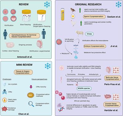 Editorial: Advanced cryogenic tools to preserve gametes, embryos, and gonadal tissues
